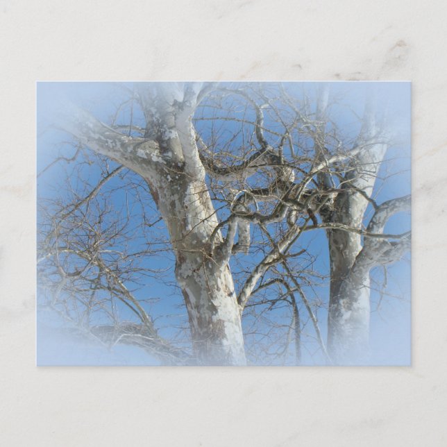 Postal Árbol de Sycamore contra elementos del cielo inver (Anverso)