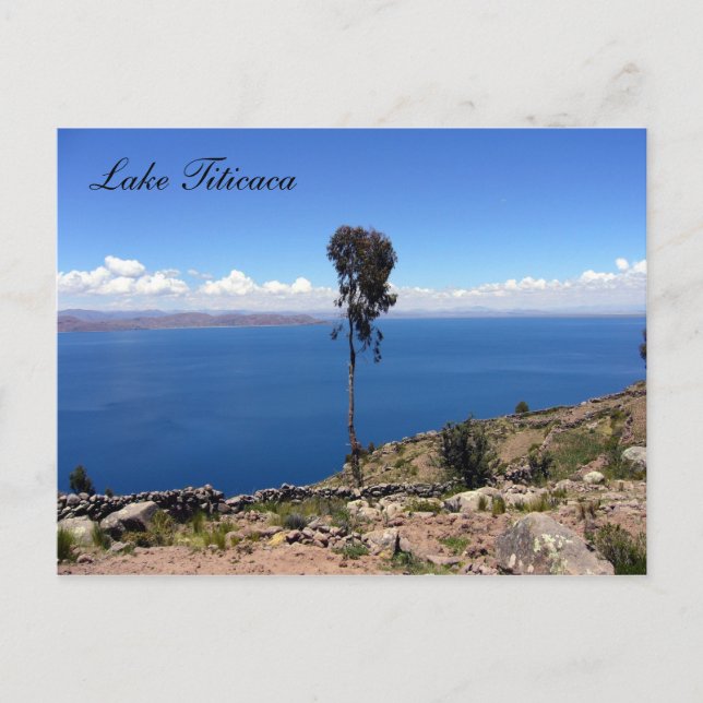 Postal árbol de taquilo (Anverso)