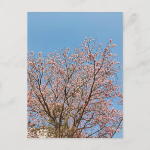 Postal árbol de trompeta rosa en plena floración