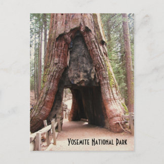 Postal Árbol de túnel-Yosemite