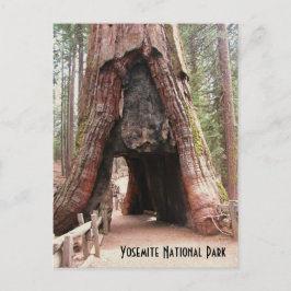 Postal Árbol de túnel-Yosemite