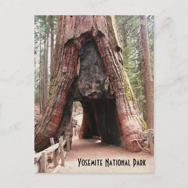 Postal Árbol de túnel-Yosemite (Anverso)