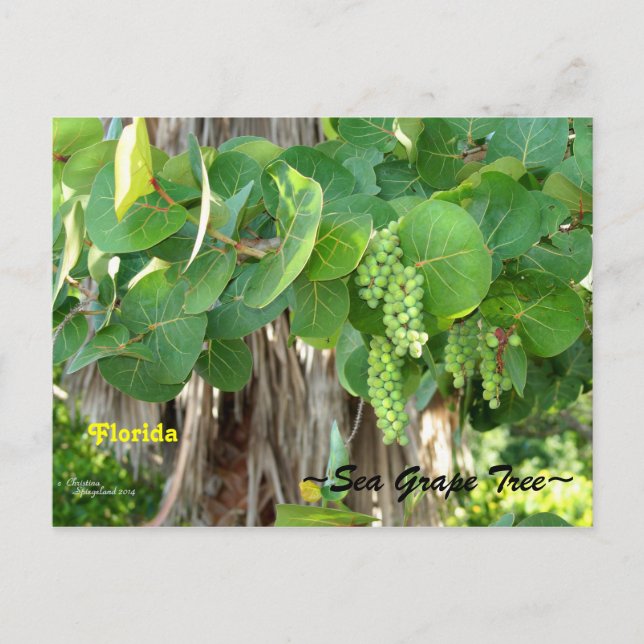 Postal Árbol de uvas marinas Bush Florida Postcard (Anverso)