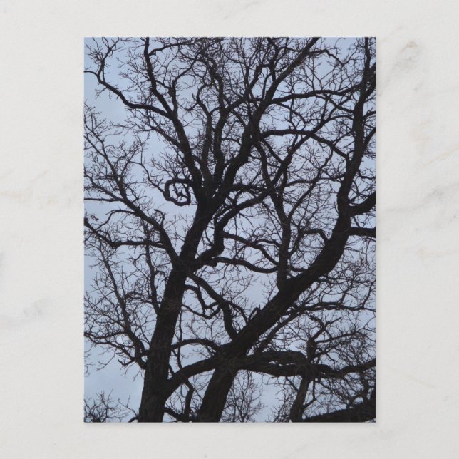 Postal Árbol de vampiros (Anverso)