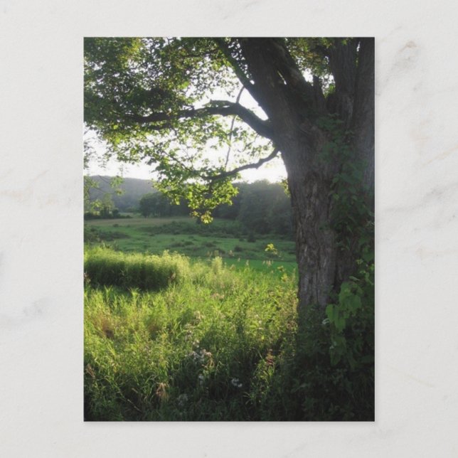 Postal árbol de verano (Anverso)