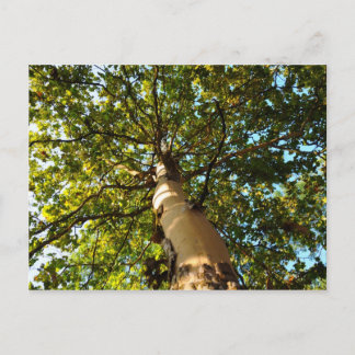 Postal Árbol de vida