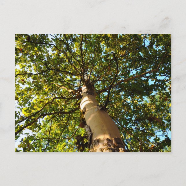 Postal Árbol de vida (Anverso)