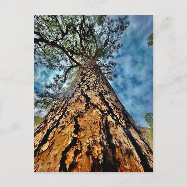 Postal Árbol de vida (Anverso)