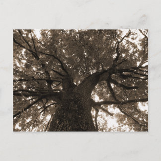 Postal Árbol de vida en Sepia