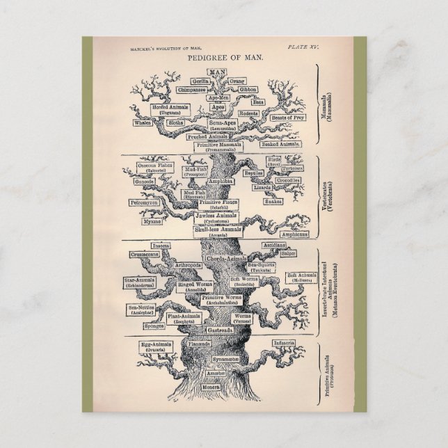 Postal Árbol De Vida / Pedigree De Hombre (Anverso)