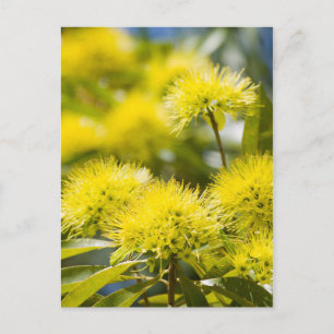 Postal Árbol de vientos amarillo brillante