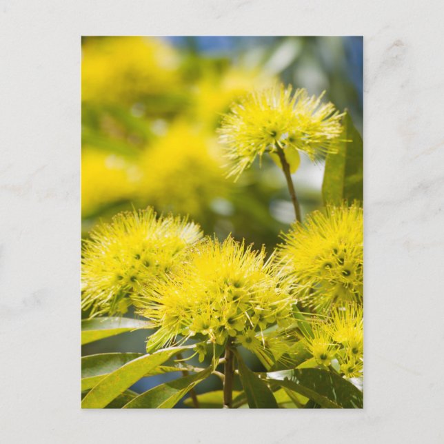 Postal Árbol de vientos amarillo brillante (Anverso)