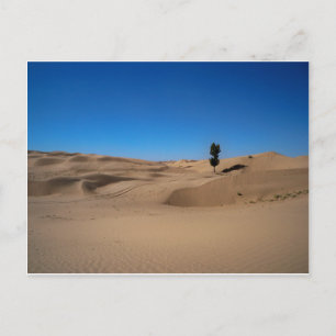Postal Árbol del desierto