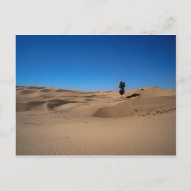 Postal Árbol del desierto (Anverso)
