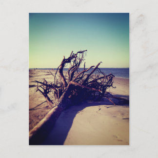 Postal Árbol Desarraigado En La Playa