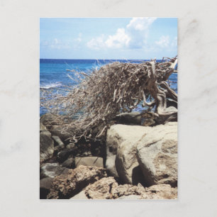 Postal Árbol Divi Divi de Aruba en el Océano