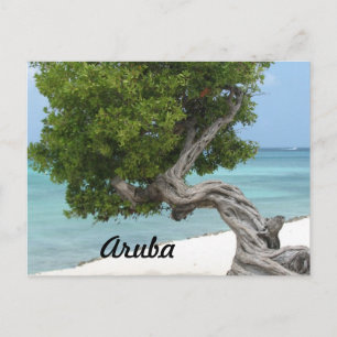 Postal Árbol Divi Divi en Aruba