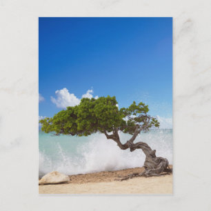 Postal Árbol Divi Divi, Playa Eagle, Aruba, Caribe