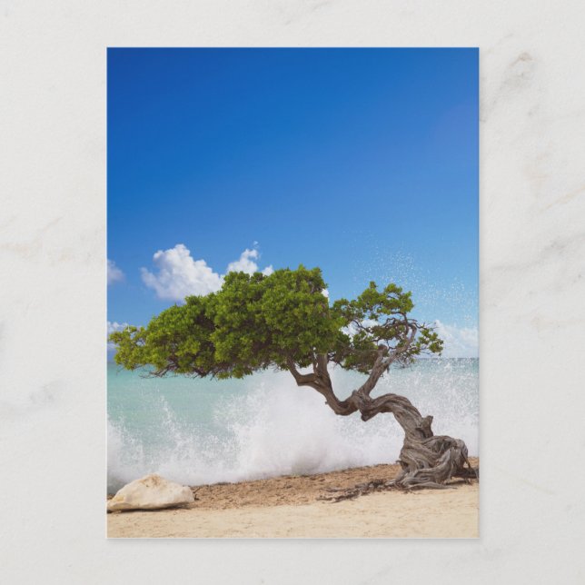 Postal Árbol Divi Divi, Playa Eagle, Aruba, Caribe (Anverso)
