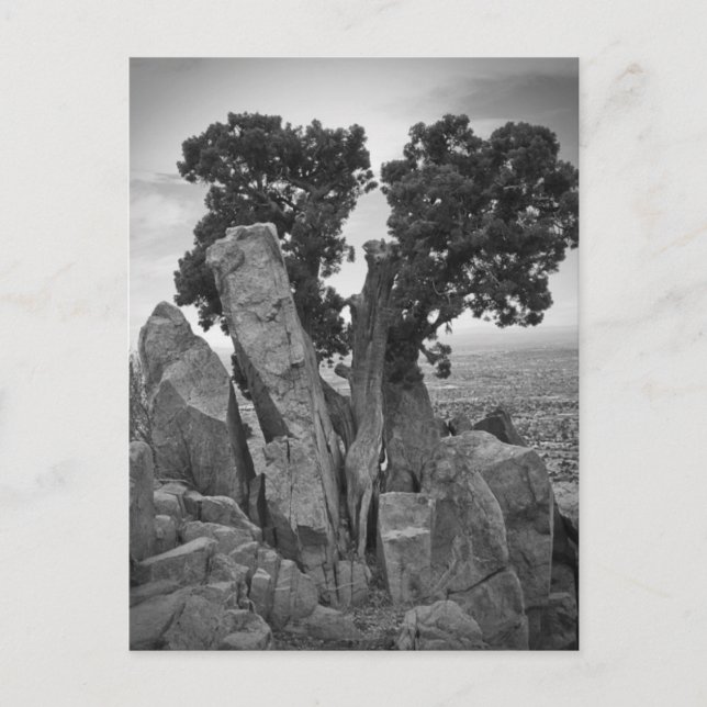 Postal Árbol dividido (Anverso)