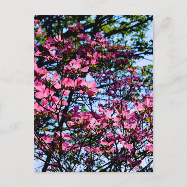 Postal Árbol Dogwood con flores rosadas (Anverso)