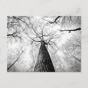 Postal Árbol en blanco y negro
