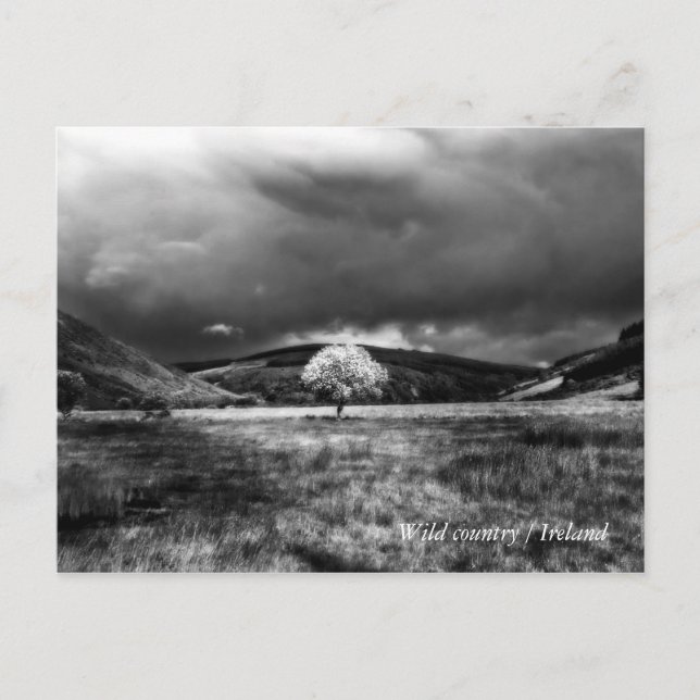 Postal Árbol en el campo (Anverso)