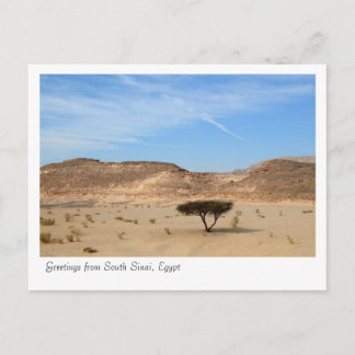 Postal Árbol en el desierto, Sinaí del Sur, Egipto