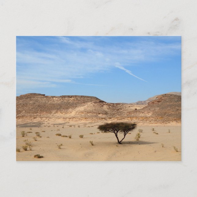 Postal Árbol en el desierto, Sinaí del Sur, Egipto (Anverso)