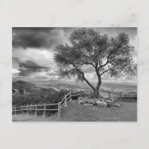 Postal Árbol en la cima de la colina