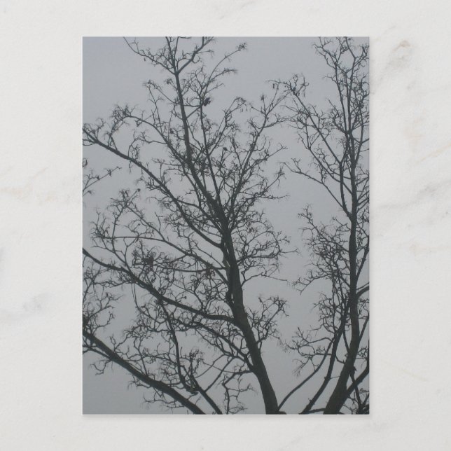 Postal Árbol en la niebla (Anverso)