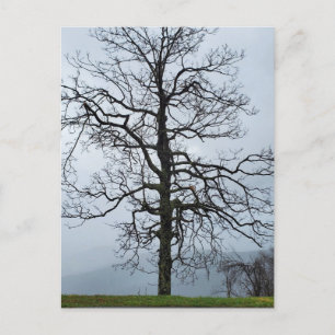 Postal Árbol en la niebla en la ruta panorámica Blue Ridg