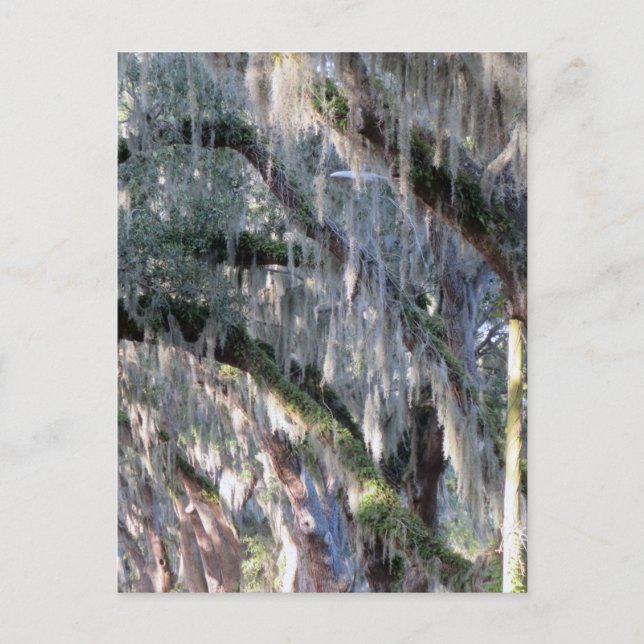 Postal Arbol en línea (Anverso)