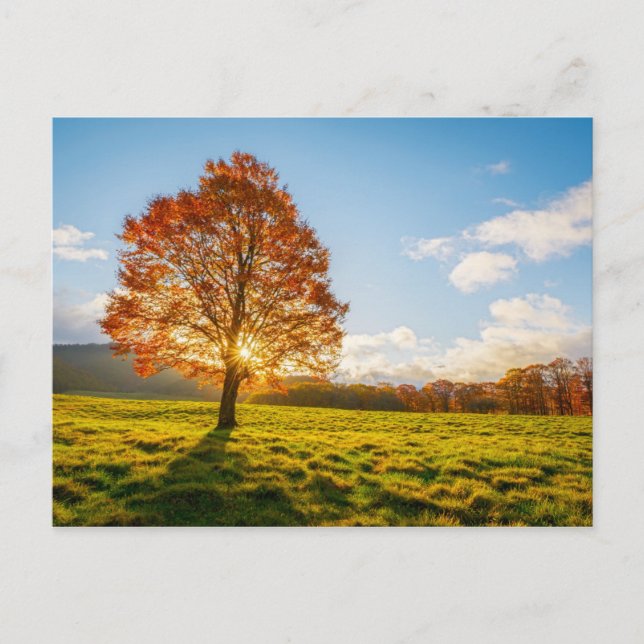 Postal Árbol en llamas (Anverso)