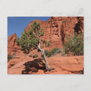 Postal Árbol en Sedona, Arizona