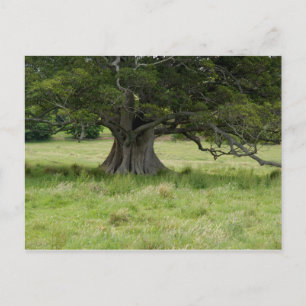 Postal Árbol En Un Campo
