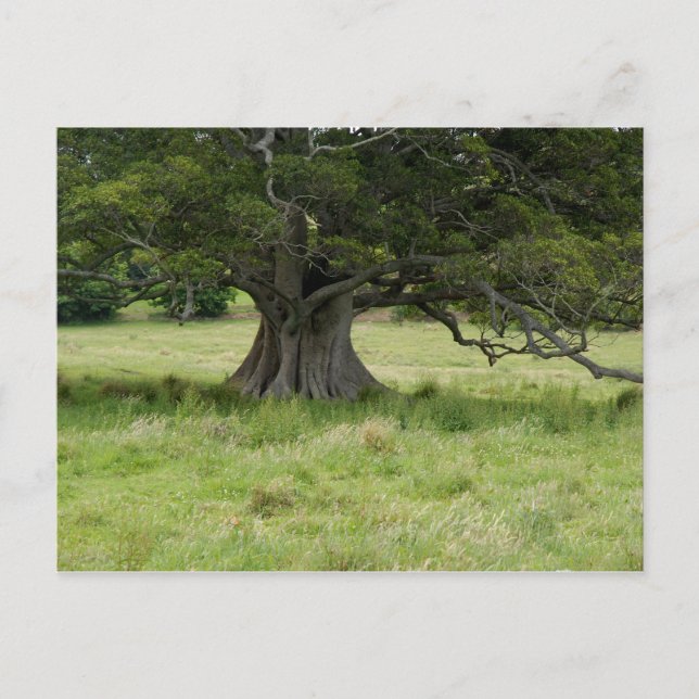 Postal Árbol En Un Campo (Anverso)