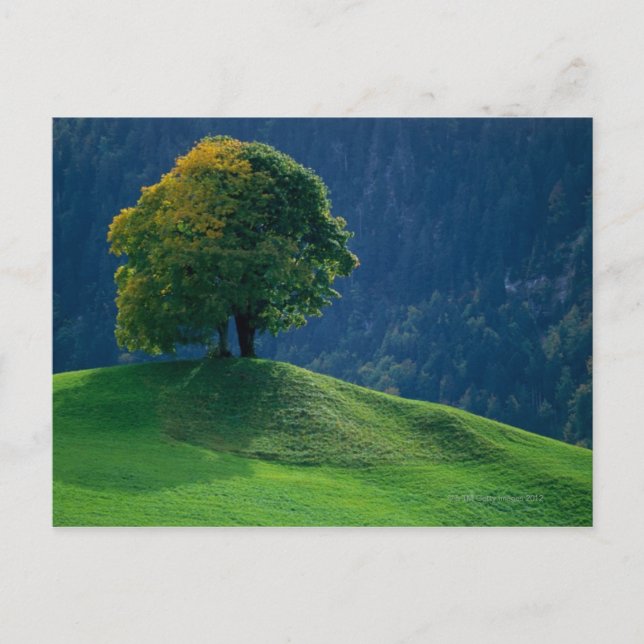 Postal Árbol en una colina (Anverso)