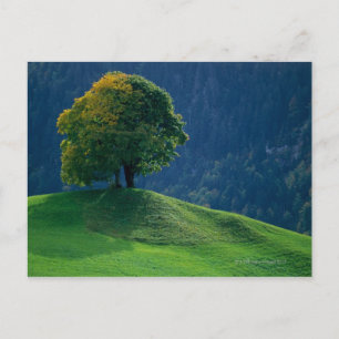 Postal Árbol en una colina