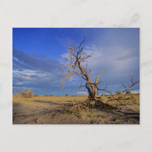 Postal Árbol Espina de Camello Muerto (Acacia Erioloba)