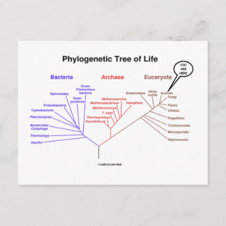 Postal Árbol Filogenético De La Vida - Estás Aquí (Biolog