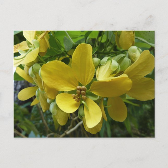 Postal Árbol Floral Amarillo Tropical Lluvia de Oro (Anverso)