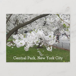 Postal Árbol floreciente de Central Park Nueva York en pr