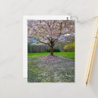 Árbol floreciente de cerezo rosa con bosques