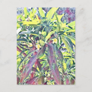 Postal Árbol Frangipani Cairns Australia tropical
