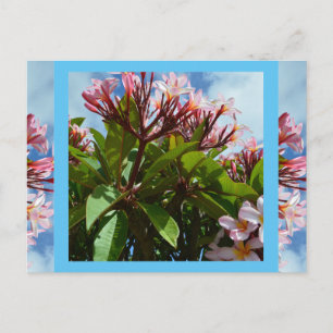 Postal Árbol frangipani rosado floreciente en bonito, Pos
