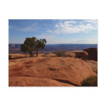 Árbol fuera de las rocas rojas I en Canyonlands