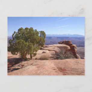 Postal Árbol fuera de Red Rocks II en Canyonlands