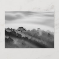 Árbol grande en bosque de pinos en niebla