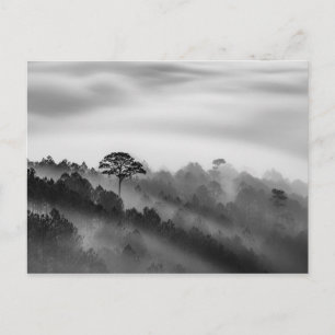Postal Árbol grande en bosque de pinos en niebla